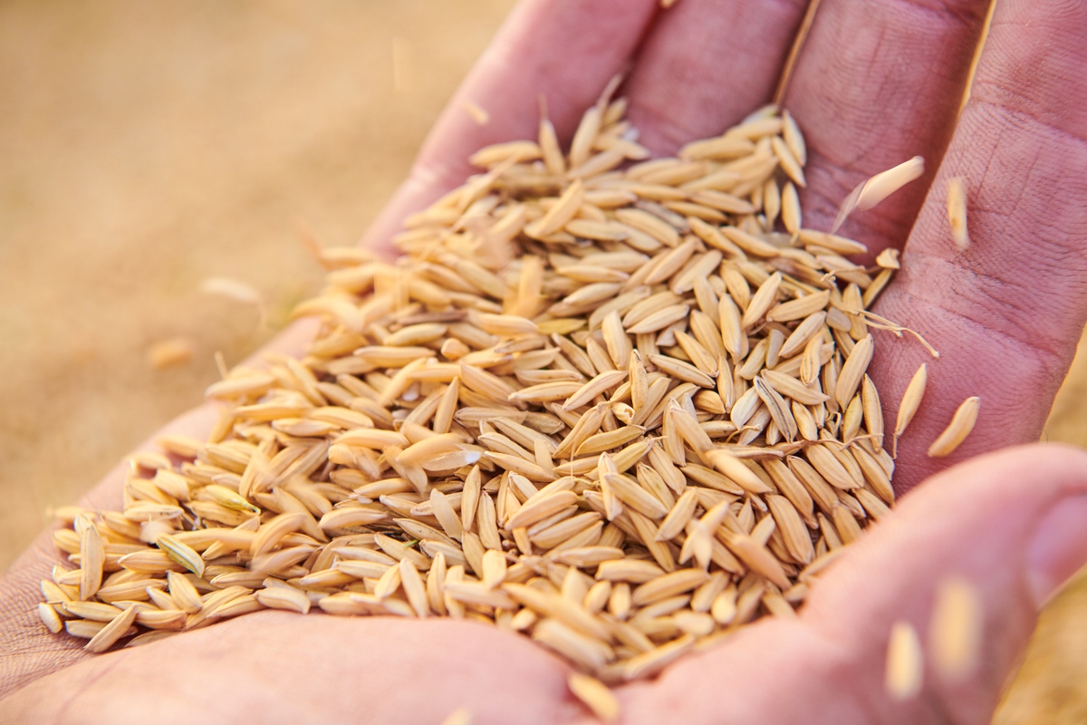 rice